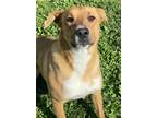 Adopt Donald a Red/Golden/Orange/Chestnut Doberman Pinscher / Shepherd (Unknown