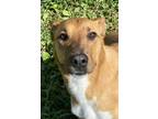 Adopt Lydia a Red/Golden/Orange/Chestnut Doberman Pinscher / Shepherd (Unknown