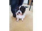 Adopt Lucky a White Shih Tzu / Mixed Breed (Medium) / Mixed (short coat) dog in