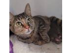 Adopt Simone a Brown Tabby Domestic Shorthair / Mixed Breed (Medium) / Mixed
