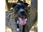 Adopt Flynn Ryder a Black Boxer / Mixed Breed (Medium) / Mixed (short coat) dog