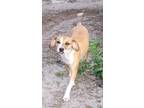 Adopt Lee a Tan/Yellow/Fawn - with White Hound (Unknown Type) / Beagle / Mixed