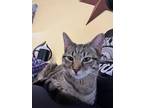 Adopt Toad a Spotted Tabby/Leopard Spotted Domestic Shorthair / Mixed (short