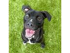 Adopt Miles a Black - with White Husky / Terrier (Unknown Type