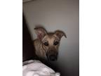 Adopt Ruby a Tan/Yellow/Fawn - with Black German Shepherd Dog / Mixed dog in