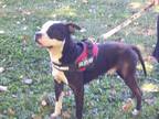 Adopt Titan a Black - with White Pit Bull Terrier / Mixed dog in Osgood