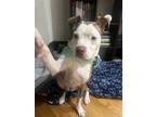 Adopt Sadie a Brown/Chocolate - with White Staffordshire Bull Terrier / Hound