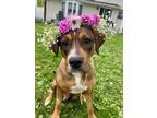 Adopt Mama Foxy a Brown/Chocolate Pit Bull Terrier / Hound (Unknown Type) dog in