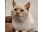 Adopt Flame (24-070 C) a White Domestic Shorthair / Mixed (short coat) cat in