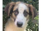 Adopt Andy Always a Tricolor (Tan/Brown & Black & White) Sheltie