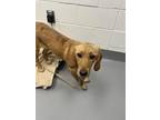 Adopt Joann a Tan/Yellow/Fawn Mixed Breed (Small) / Mixed Breed (Medium) / Mixed