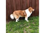 Adopt Max a Red/Golden/Orange/Chestnut - with White Collie / Great Pyrenees /