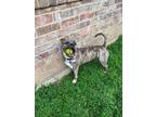 Adopt Tulip a Brindle Staffordshire Bull Terrier / Mixed dog in Brookeville