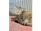 Adopt Velvie a All Black Domestic Shorthair / Mixed Breed (Medium) / Mixed