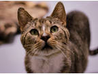 Adopt Jessie a Brown Tabby Domestic Shorthair / Mixed Breed (Medium) / Mixed