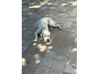 Adopt WYATT a White Dogo Argentino / Mixed dog in Tampa, FL (41211548)
