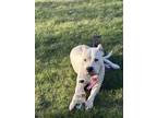 Adopt Tori a White Dogo Argentino / Mixed dog in Indianapolis, IN (41211456)