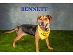 Adopt Bennett (6501 w jones) a Mixed Breed (Medium) / Beagle / Mixed dog in Pine
