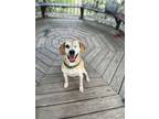 Adopt Suga Plum (misty) a Mixed Breed (Medium) / Labrador Retriever / Mixed dog