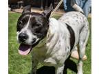 Adopt Butch a Australian Cattle Dog / American Pit Bull Terrier / Mixed dog in
