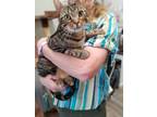 Adopt Eeyore a Domestic Shorthair / Mixed (short coat) cat in Rome