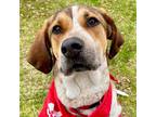 Adopt June Bug a Foxhound / Terrier (Unknown Type, Medium) / Mixed dog in