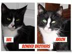 Adopt Arion a Domestic Shorthair / Mixed (short coat) cat in Brigham City -