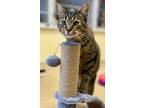 Adopt Fern a Domestic Shorthair / Mixed (short coat) cat in Tiffin