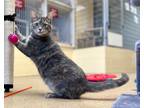 Adopt Tabitha a Domestic Shorthair / Mixed (short coat) cat in Tiffin