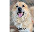 Adopt Simba a Great Pyrenees / Golden Retriever / Mixed dog in Jackson