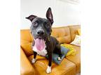 Adopt Taylor Snift a Black American Pit Bull Terrier dog in Bellingham