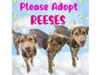 Adopt Reeses a Brown/Chocolate German Shepherd Dog / Hound (Unknown Type) /