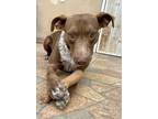 Adopt Sheena a Brown/Chocolate - with White Hound (Unknown Type) / Pointer dog