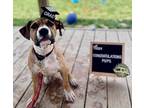 Adopt Candy a Tan/Yellow/Fawn - with White Boxer / Pit Bull Terrier dog in