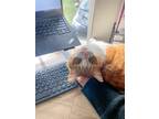 Adopt Phoebe a Spotted Tabby/Leopard Spotted Domestic Shorthair / Mixed cat in