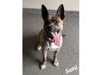 Adopt Sami a Brindle Akita / Mixed Breed (Medium) / Mixed (medium coat) dog in