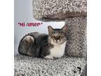 Adopt Mi Amor a Brown Tabby Domestic Shorthair (short coat) cat in Centerville