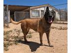 Adopt Lakota a Belgian Malinois / Mixed dog in San Tan Valley, AZ (41210822)