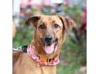 Adopt Fan-Fan a Brown/Chocolate Belgian Malinois / Mixed Breed (Medium) / Mixed