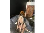 Adopt Pablo a Tricolor (Tan/Brown & Black & White) Treeing Walker Coonhound /