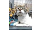 Adopt High Karate a American Shorthair / Mixed (medium coat) cat in Van Wert