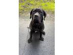 Adopt Memphis a Black Cane Corso / Mixed dog in Yamhill, OR (41210672)
