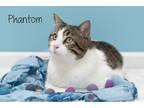 Adopt Phantom a White Domestic Shorthair / Mixed Breed (Medium) / Mixed (short