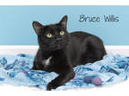 Adopt Bruce Willis a All Black Domestic Shorthair / Mixed Breed (Medium) / Mixed