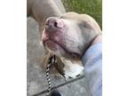 Adopt Pup Dog a Merle Mixed Breed (Medium) / Mixed Breed (Medium) / Mixed (short