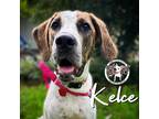 Adopt Kelce Kassen a White English Pointer dog in Twin Falls, ID (40956836)