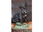 Adopt Batman a Black - with Tan, Yellow or Fawn Miniature Pinscher / Rat Terrier