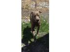 Adopt Max a Gray/Blue/Silver/Salt & Pepper Pit Bull Terrier / Mixed dog in