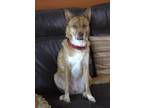 Adopt Honey a Red/Golden/Orange/Chestnut - with White Border Collie / Terrier