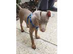 Adopt Ritter #1 a Tan/Yellow/Fawn Miniature Pinscher / Mixed Breed (Medium) /